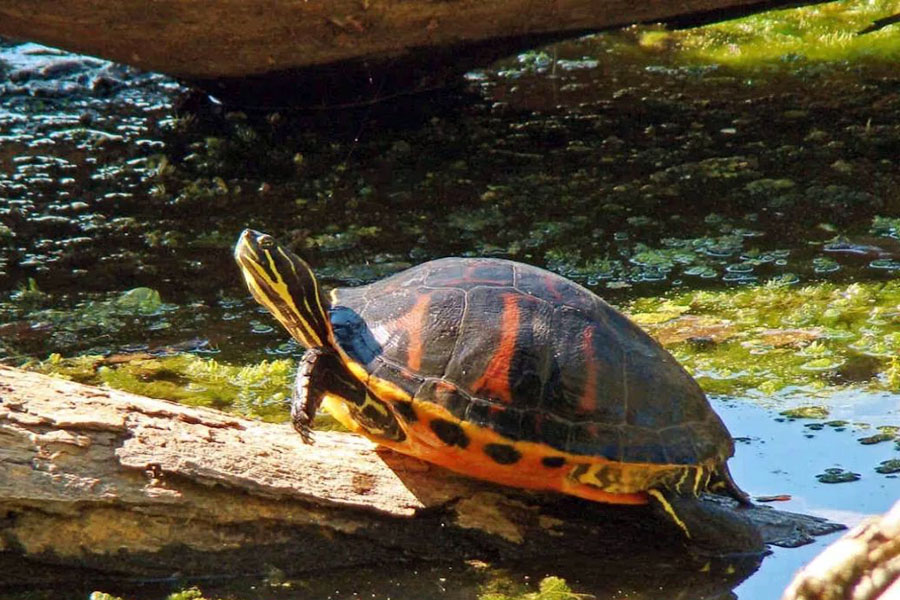 养龟不用植物怎样保持水质清洁,养龟的几种水质对龟的影响