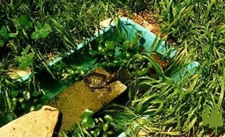 怎么养绿水最简单,怎样用绿水养苗