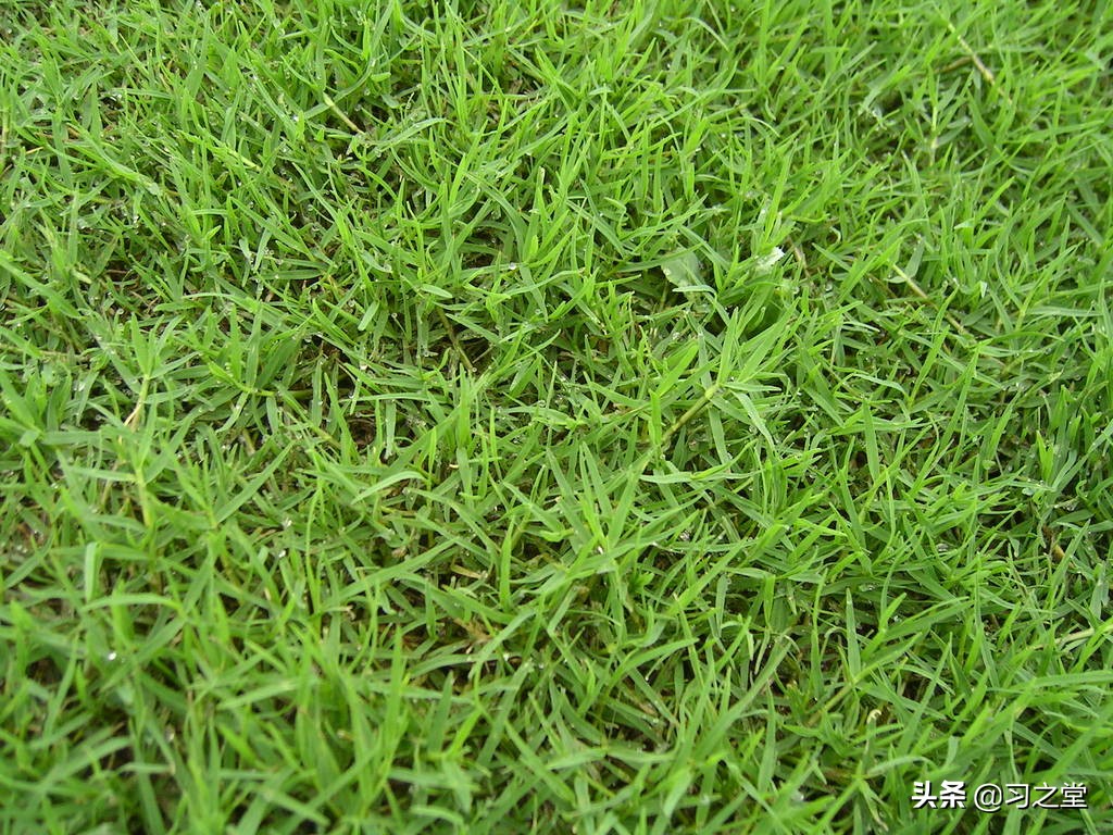 戏说汉字:“我屮艸芔茻”,一句网红吐槽话背后的汉字奇谈