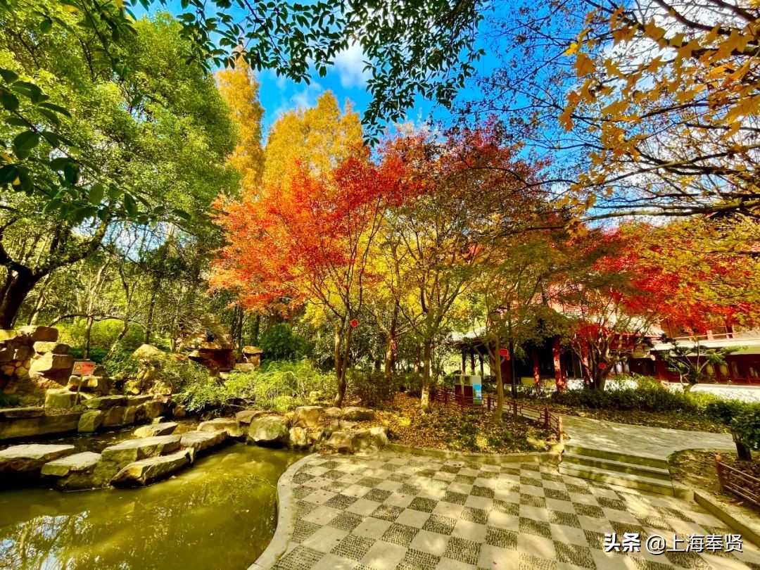 “秀木参天满目娆,落黄漫舞万千娇”二严寺600多年的雌雄古银杏,看了就移不开眼