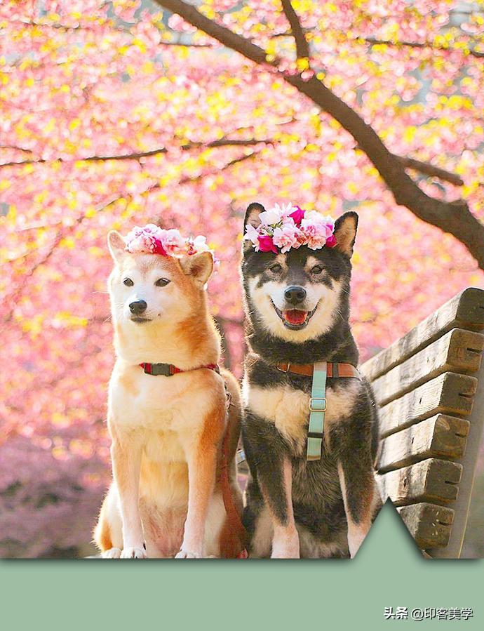 小众好听的甜歌,百听不厌的经典甜歌15首