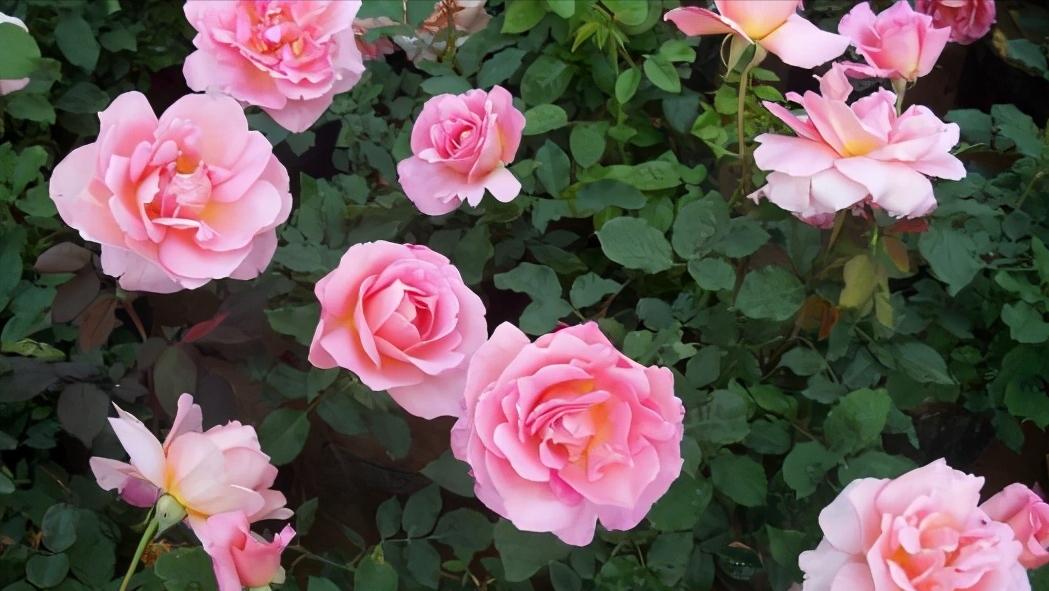 送的玫瑰花和月季一样吗,送玫瑰和月季代表什么