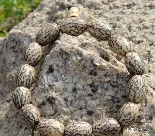 最值得玩的菩提子,真正的菩提子