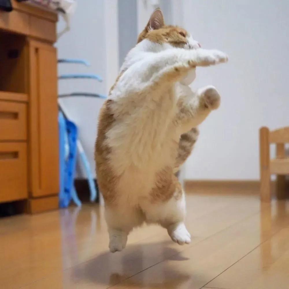 爱唱歌的小猫咪,爱唱歌的可爱猫咪