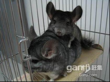 宠物龙猫饲养常识,新手龙猫饲养指南