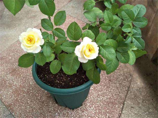 月季花黄叶怎么办？“3招”让它绿油油，变茂盛，花儿越开越多