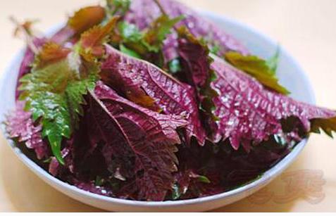 整合——28种青草药,赶快收藏备用!