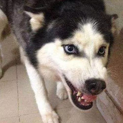 狗狗护食怎么办,狗狗护食的声音