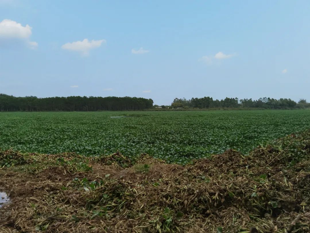 对水浮莲开战阳春清漂任务84万平方米,每天至少清漂8万平方米