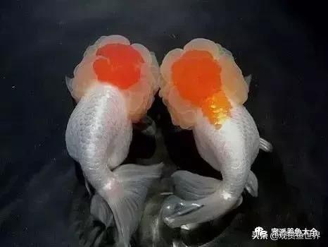 最好养的观赏鱼寓意好的,具观赏性又吉祥的观赏鱼