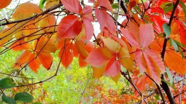 大连哪里的秋色最美呢,大连赏秋景的地方