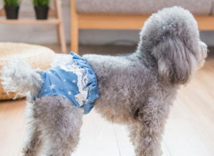 狗狗来月经的症状有哪些,狗狗来月经有什么症状