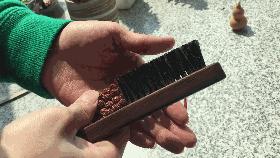 金刚菩提变黑怎么补救,金刚菩提变黑后用什么刷子