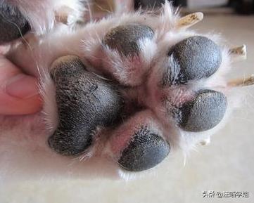 狗狗的脚太脏怎么办,狗狗脚掌的常见现象