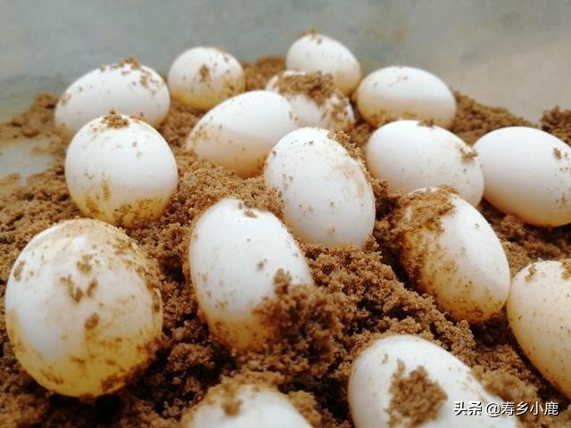 石金钱龟产蛋怎么回事,石金钱龟吃蛋怎么办