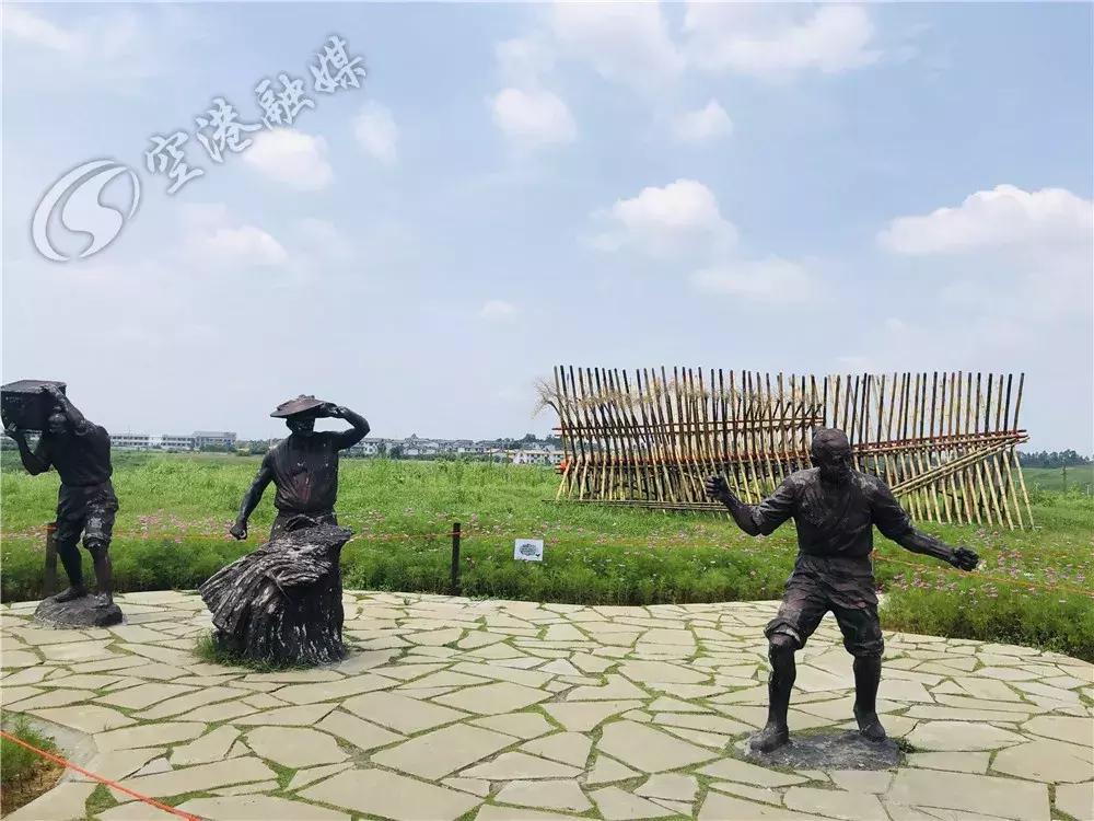 双流空港花田最新进展,双流空港花田开放了吗最新回复