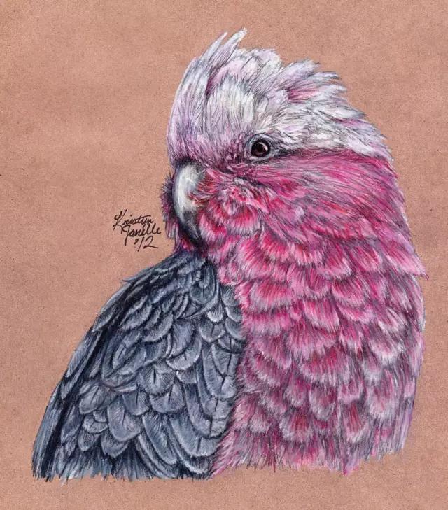 画鸟彩铅教程,画鸟彩铅