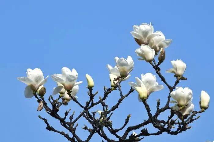 有一种春天叫西安的春天,西安古都的春天在哪里