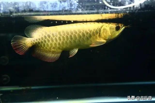 龙鱼基本知识,金龙鱼怎么分高背和过背