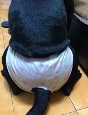 狗狗生理期突然来袭,铲屎官动手DIY,真是不给汪留一点情面