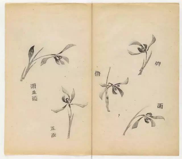 毛笔怎么画兰草,怎么画兰花和书法