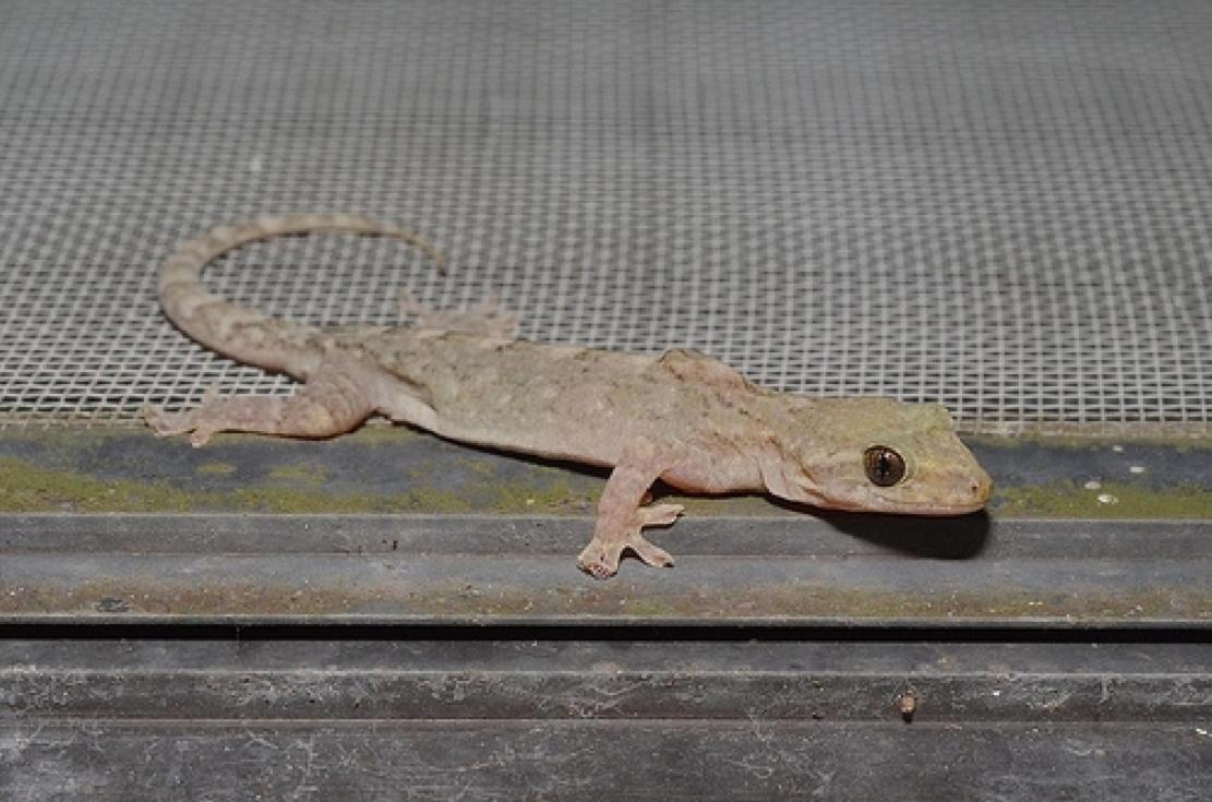 壁虎进宅有什么说法,壁虎进屋不好