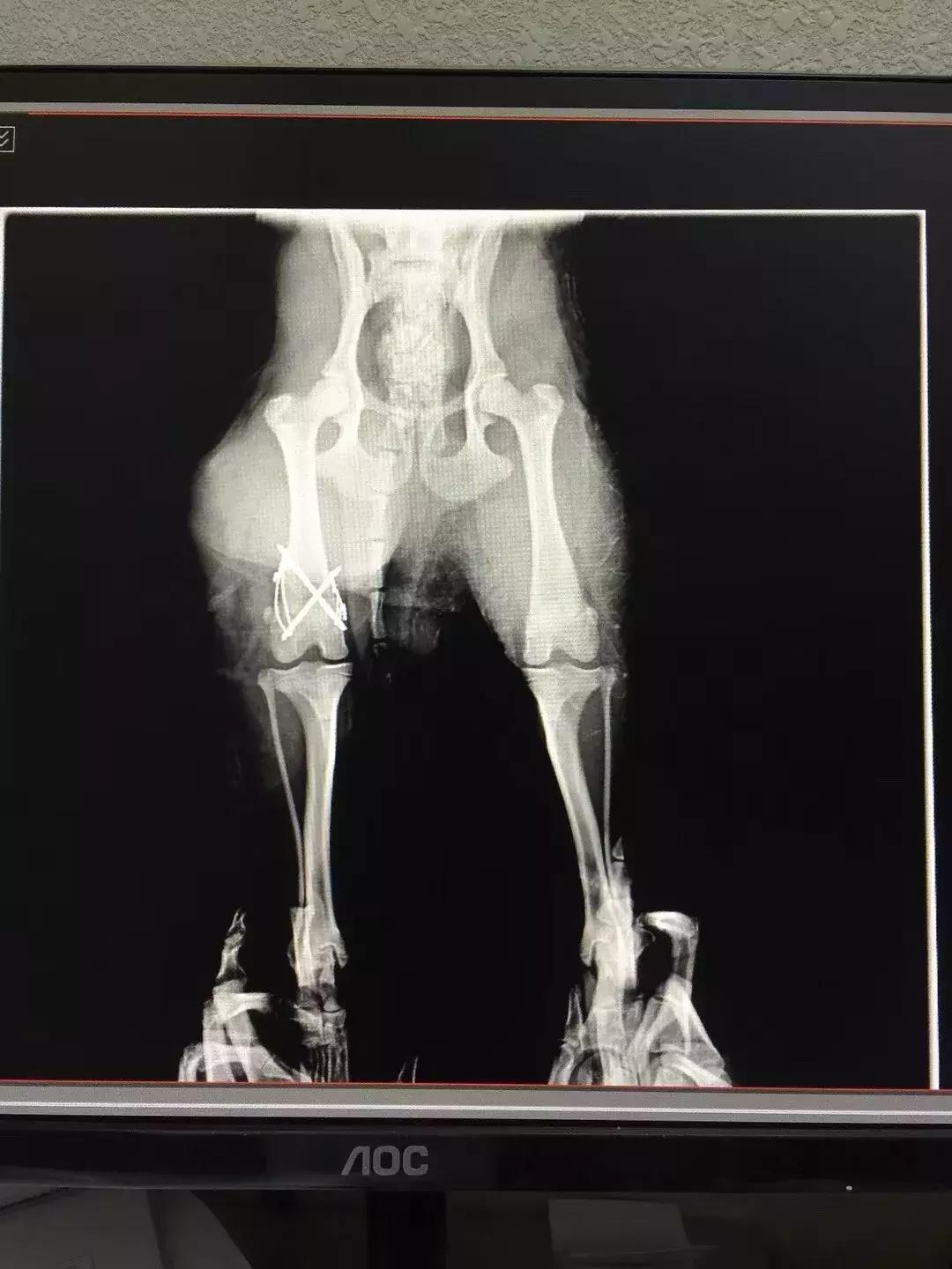 猫咪狗狗骨折了怎么办？扒一扒宠物“骨子里”的那些事