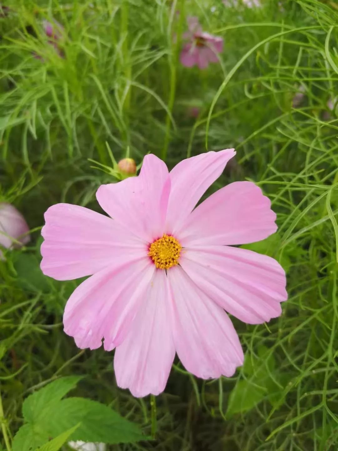 萧红故居边的补鞋店，居然藏着“人生真相”……