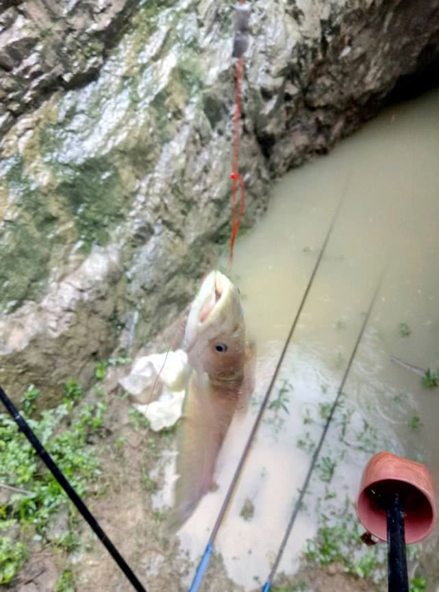 又到钓鲫鱼的季节,冬季钓鲶鱼的最佳时间段