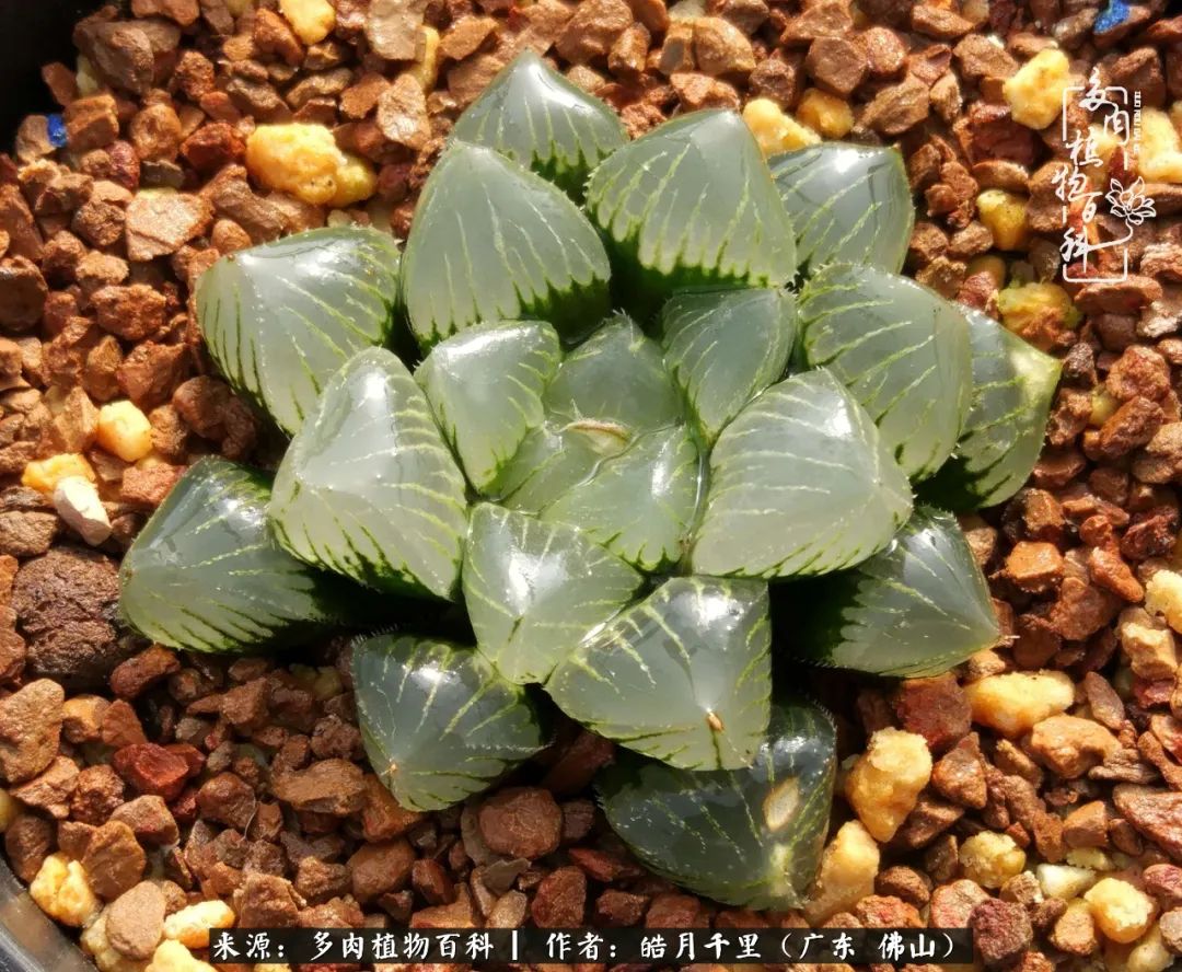 多肉娇气养不活多肉的10个秘密,养多肉是件很治愈的事情