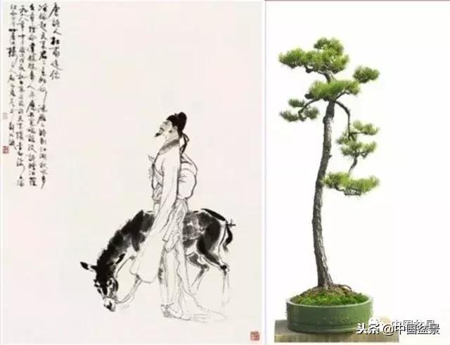 盆景不具有收藏价值,盆景不能有功利心