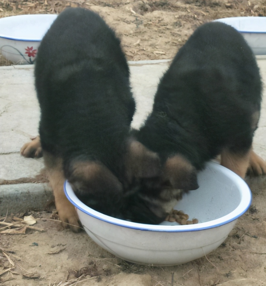 德国牧羊犬禁养又想养怎么办,德国牧羊犬深圳禁养犬名单