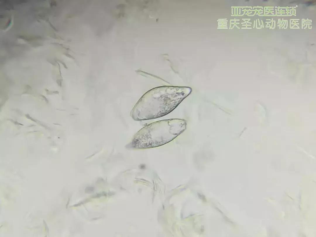 显微镜下的三千大千世界,显微镜下的世界是精美绝伦的