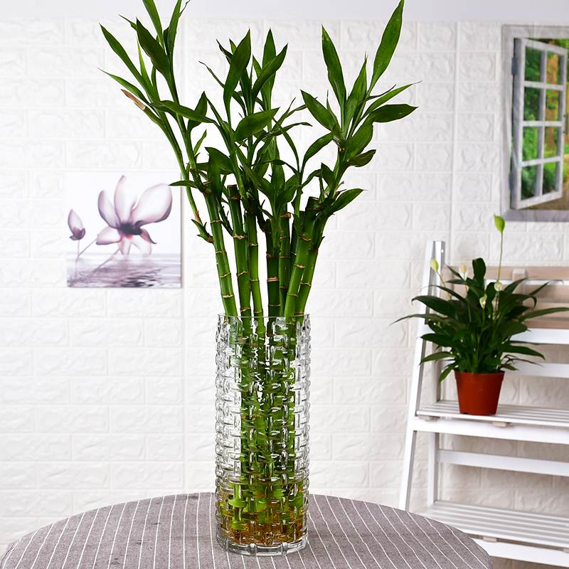 寓意好适合家里养的花,10种最旺家的花及寓意