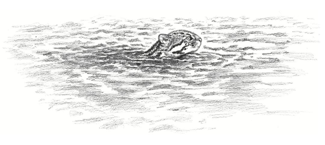 哪种猫最粘人最好养,哪种猫最温顺最粘人还比较便宜