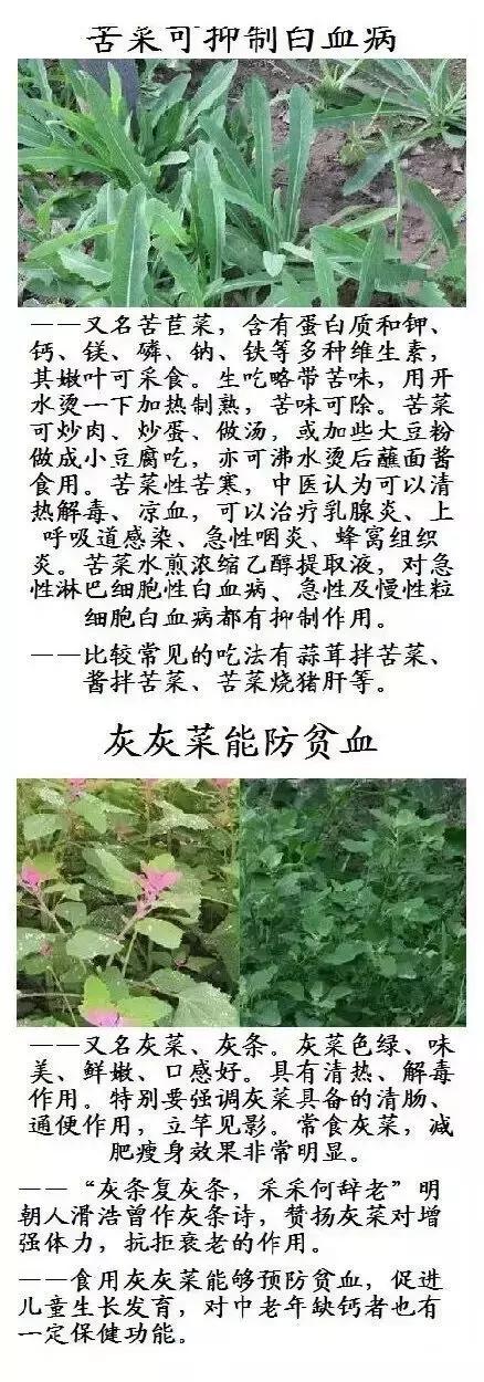 一种野菜治一种病，还能养颜瘦下10斤！为了家人，赶紧收藏！
