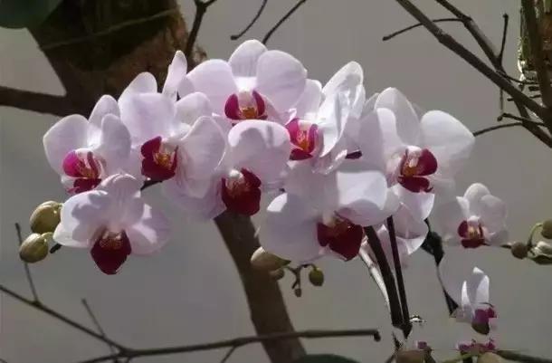 极品中的精品兰花,带你回忆天价兰花蕙兰篇