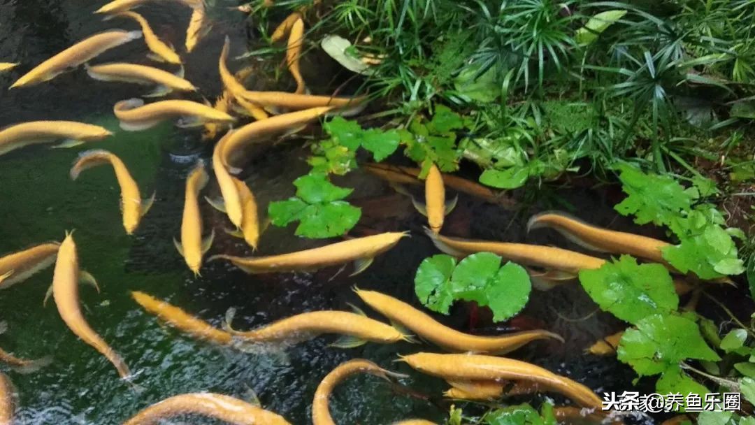 这位土豪家的渔场，光滤材就花了500多万，你确定不要见识一下？