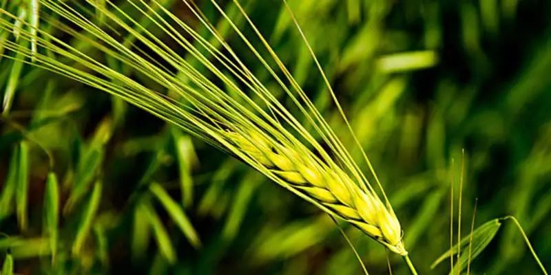 地理志｜*藏西**青稞——高原田野上的唯一主角，营养成分高乎想象？