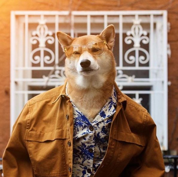 帅到各种时尚大牌求合作，它居然是条狗……你们信吗？