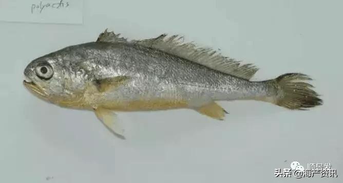 春节必买的海鲜,一年四季海鲜怎么选