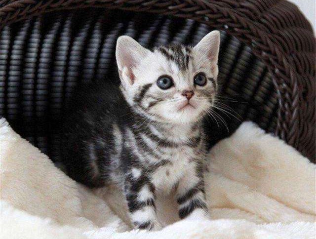 幼猫和成年猫哪个更好养?不同时期有不同的烦恼,心态很重要