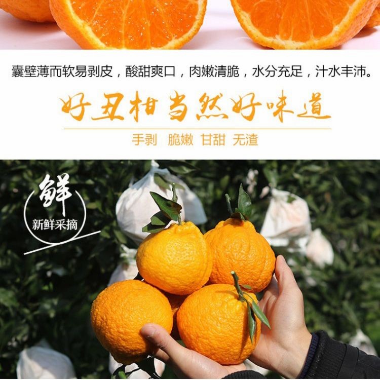 新鲜特价丑橘四川耙耙柑,四川丑橘新鲜耙耙柑