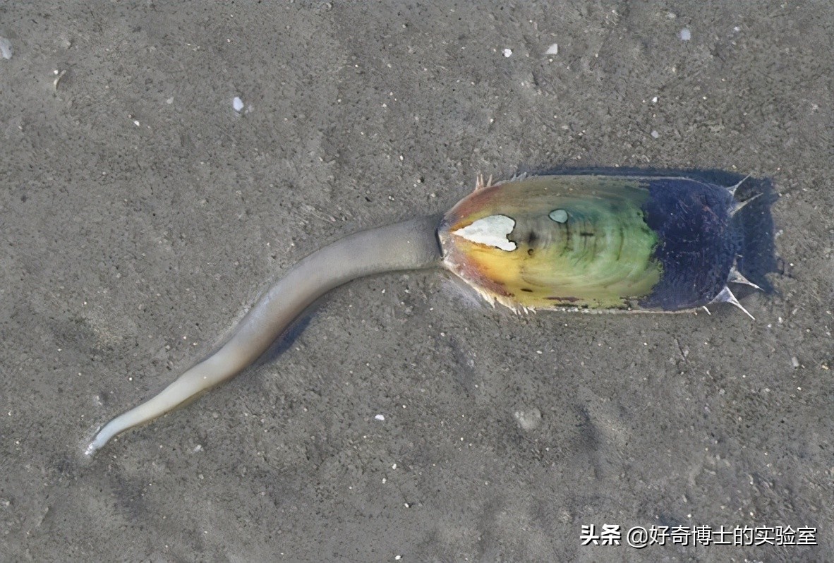 为什么有人拉屎会流眼泪,拉屎流眼泪是病吗