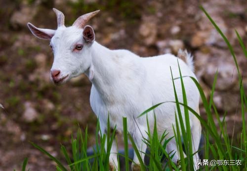 农村把人打伤怎么处罚,农村被人打还被冤枉打人怎么处理