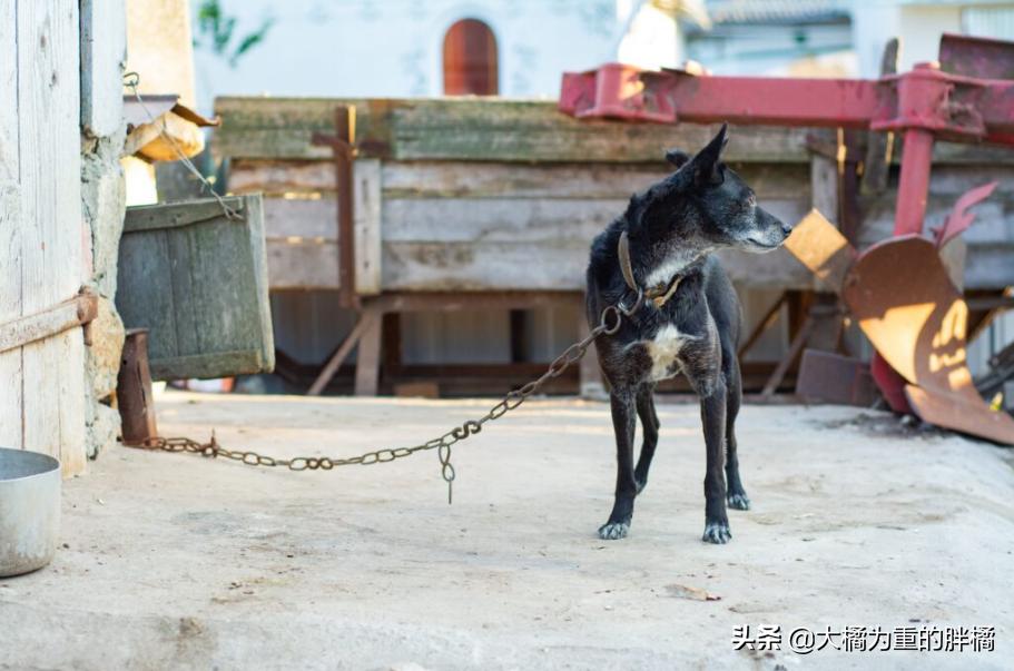 白色德牧和黑色德牧一样吗,全部颜色的德牧
