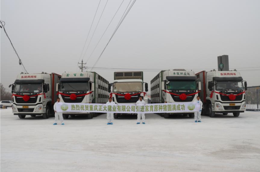 强强联姻！3600头家育系*猪种**落户重庆正大，为猪业复产添动力