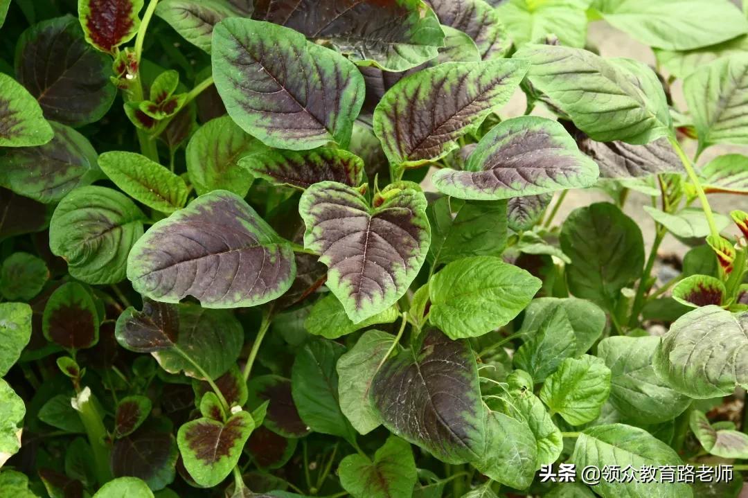 为了写文章我吃了霉苋菜梗,打算申请个工伤