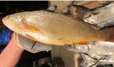 渔民海鲜大全,渔民整理的海鲜河鲜大全