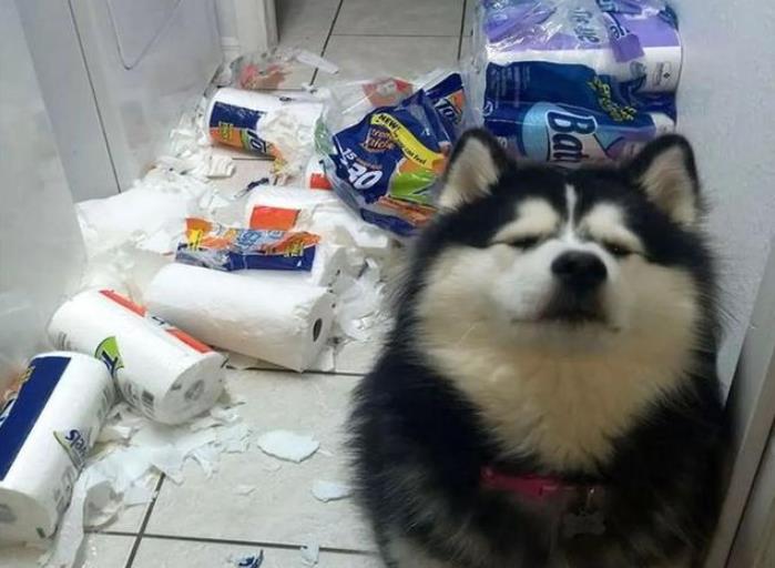 阿拉斯加雪橇犬可以养吗,阿拉斯加雪橇犬能养吗